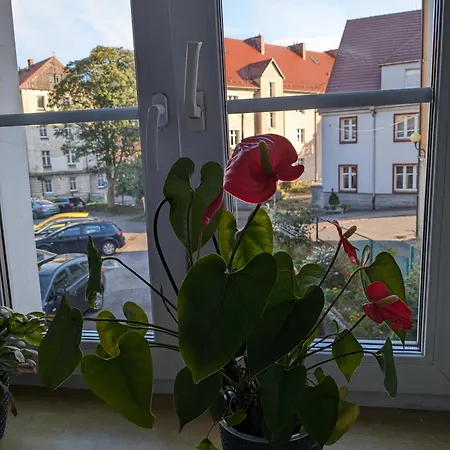 Apartament Na Klodzkiej Душники-Здруй Екстер'єр фото