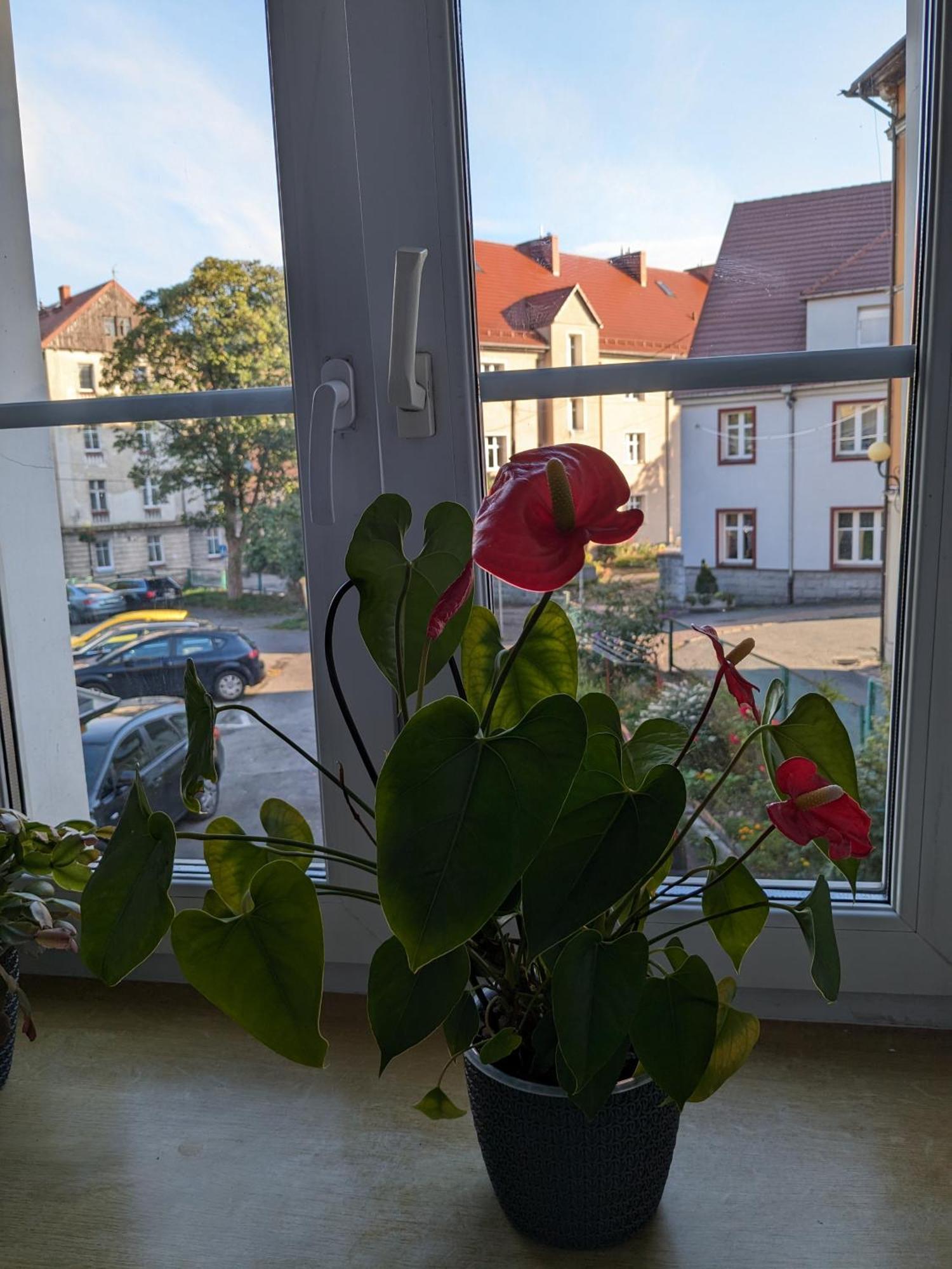 Na Klodzkiej Apartment *